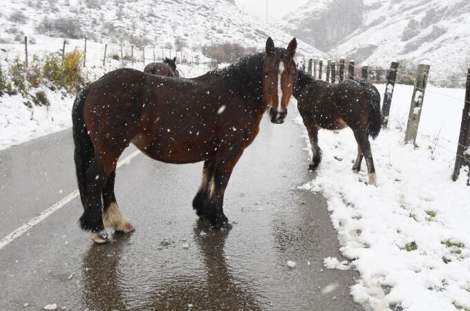 Varios caballos en la carretera de Cármenes (León), o que se encuentra cubierta de nieve por el temporal que azota la Región