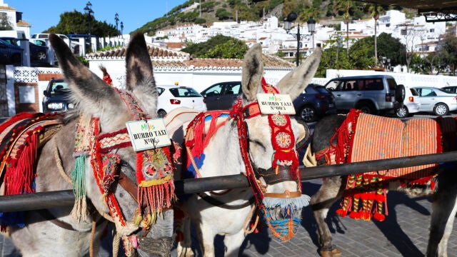 El burro-taxi de Mijas, emblema de la localidad costasoleña