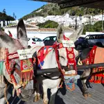 El burro-taxi de Mijas, emblema de la localidad costasoleña