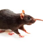 La rata negra (Rattus rattus) es originaria de Asia / Dreamstime