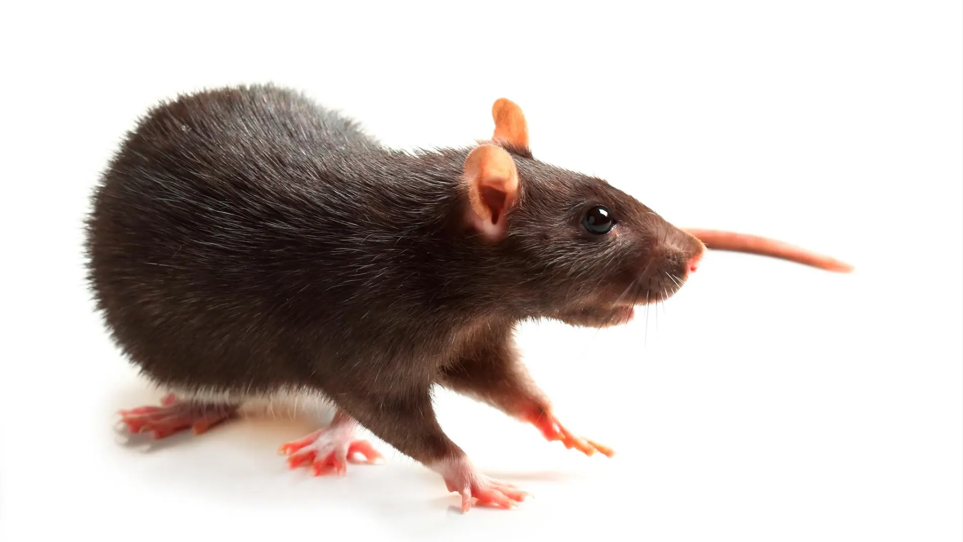 La rata negra (Rattus rattus) es originaria de Asia / Dreamstime