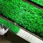 Cultivo en interior de vegetales para el consumo humano