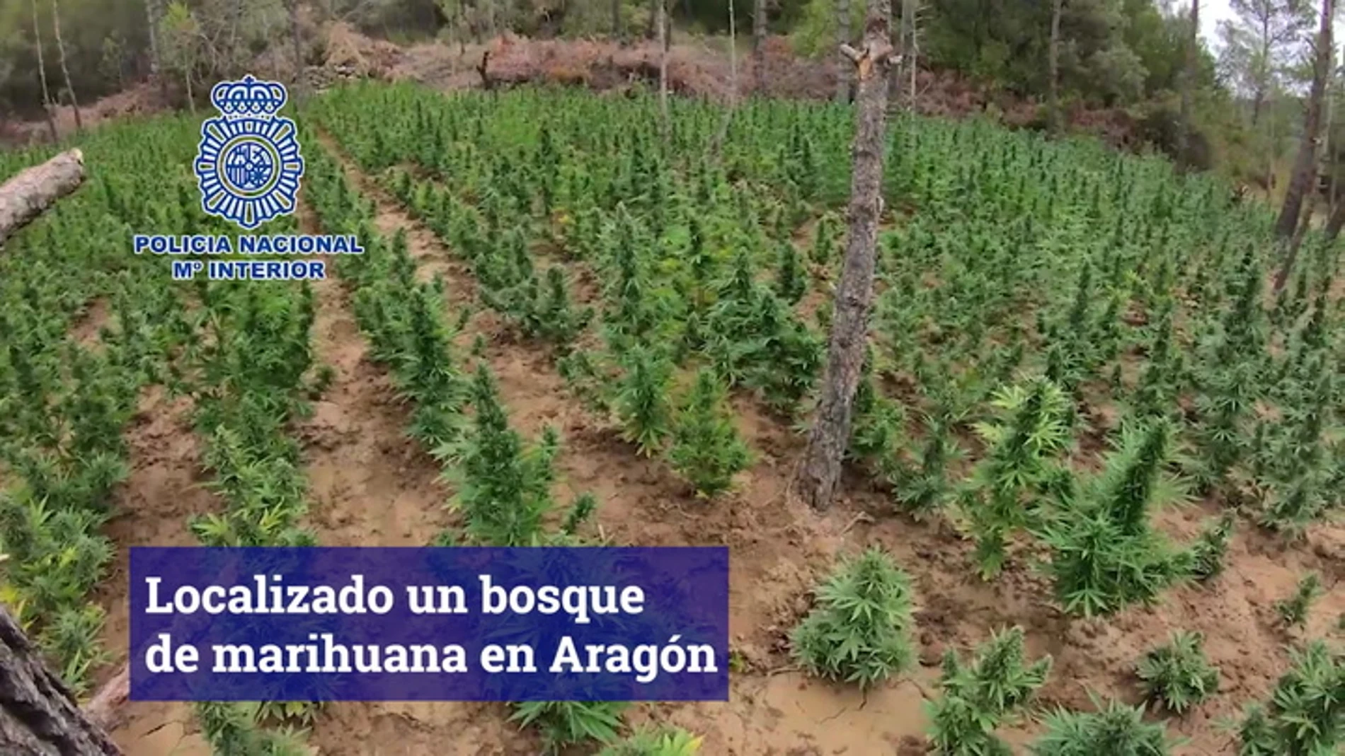 Bosque de marihuana en Aragón