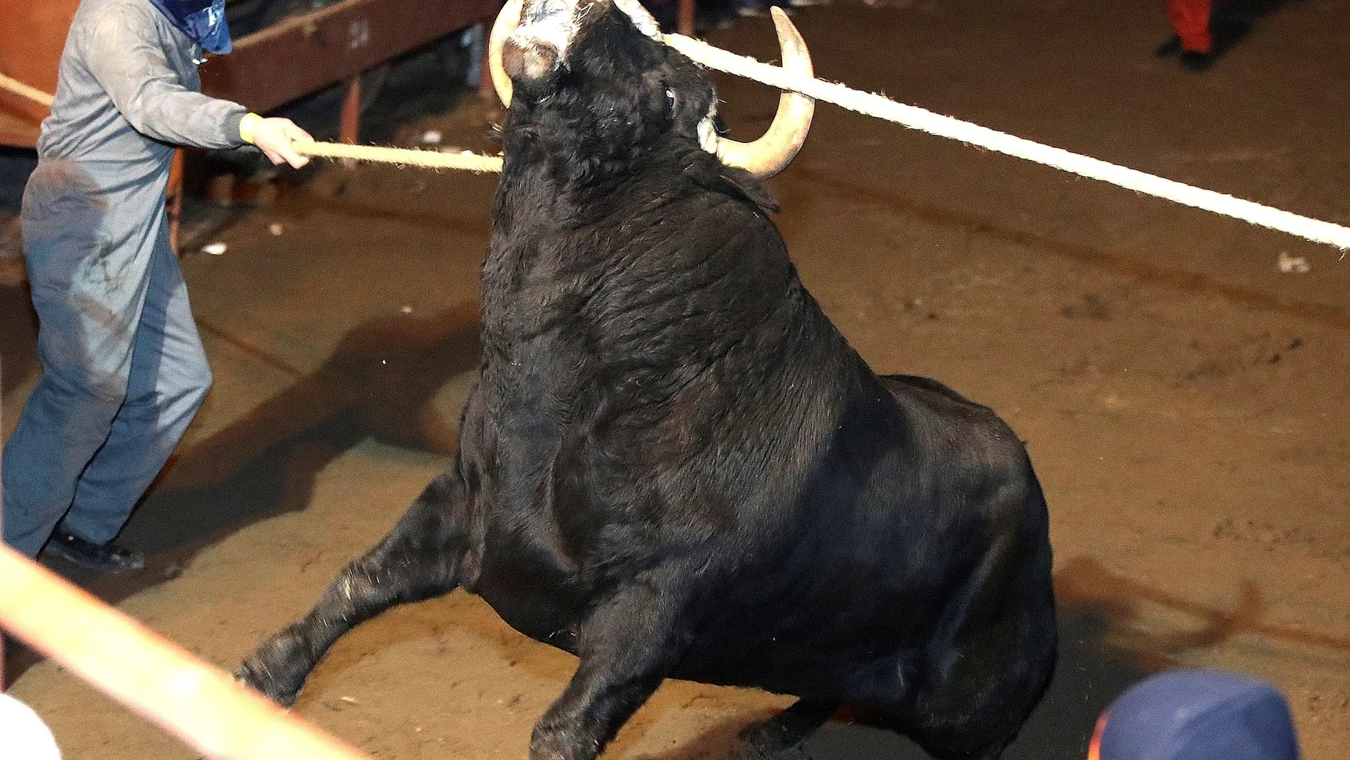 El Toro Jubilo enciende la noche más ancestral de Medinaceli
