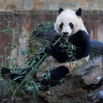 Última imagen tomada de Bei Bei en el zoo de Washington antes de su envío China