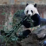  Washington despide al panda Bei Bei, obligado a volver a China