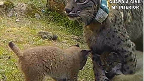 Nenúfar criaba a cuatro cachorros, que probablemente hayan muerto