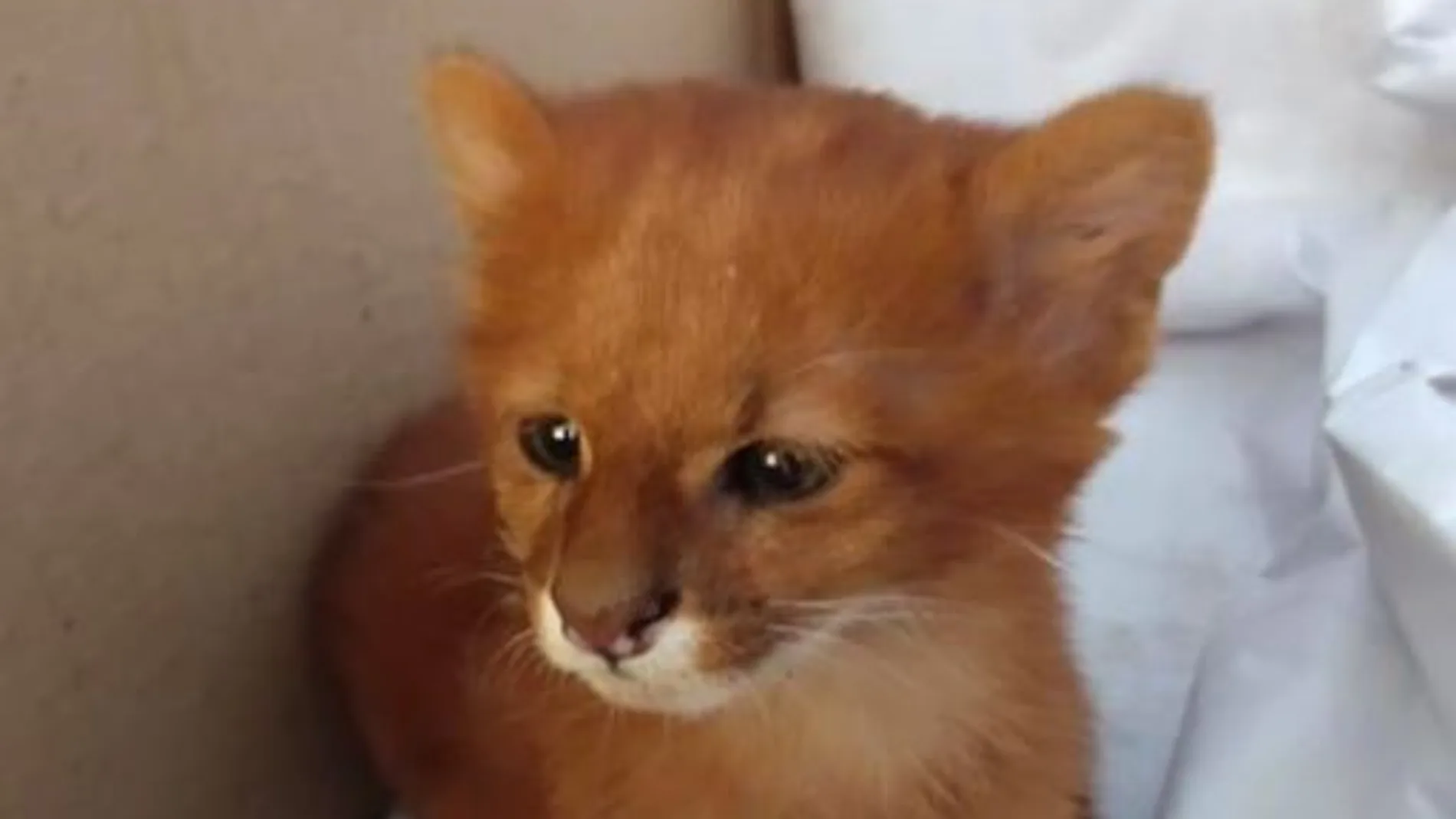 El gato rescatado, recibió el nombre de Tito