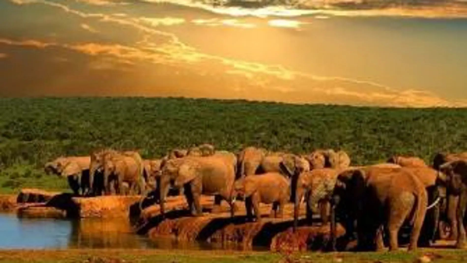 Aunque menos famoso que otros, el Parque Nacional Addo Elephant es el tercer parque nacional más grande de Sudáfrica.