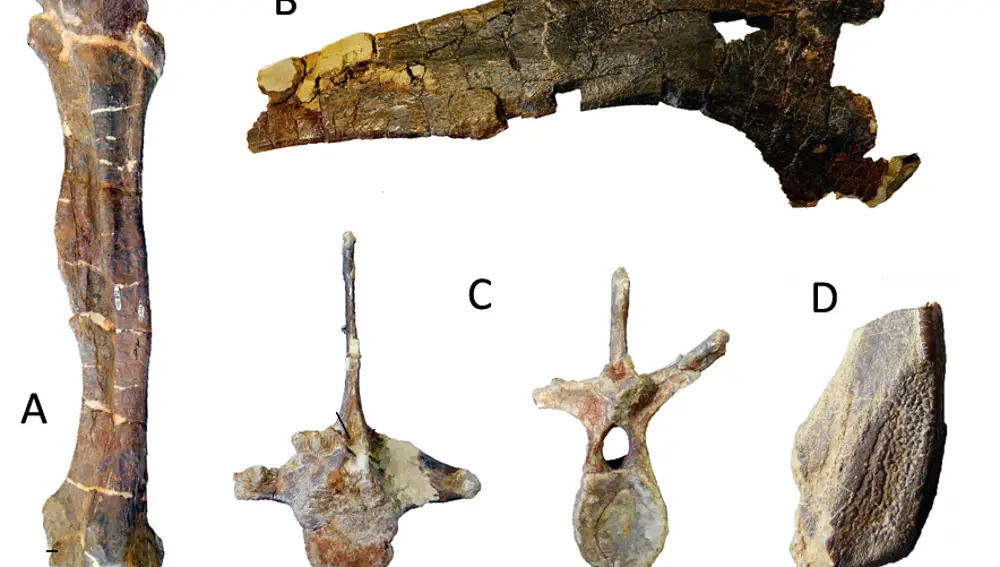 Restos fósiles (no a escala) de hadrosaurio lambeosaurino de Els Nerets (A: Fémur, B: Ilion C: Vértebra dorsal, D: Diente)