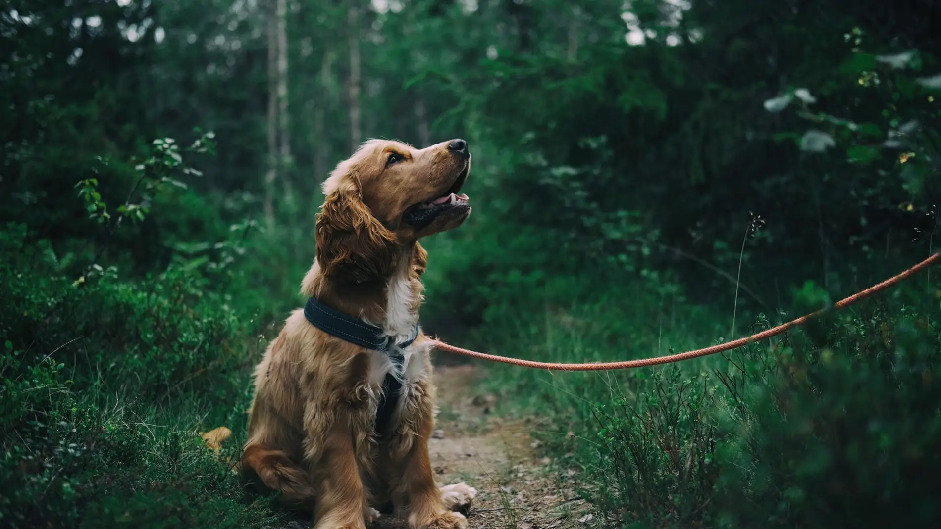 Es fundamental premiar a tu perro cuando acude a tu llamada