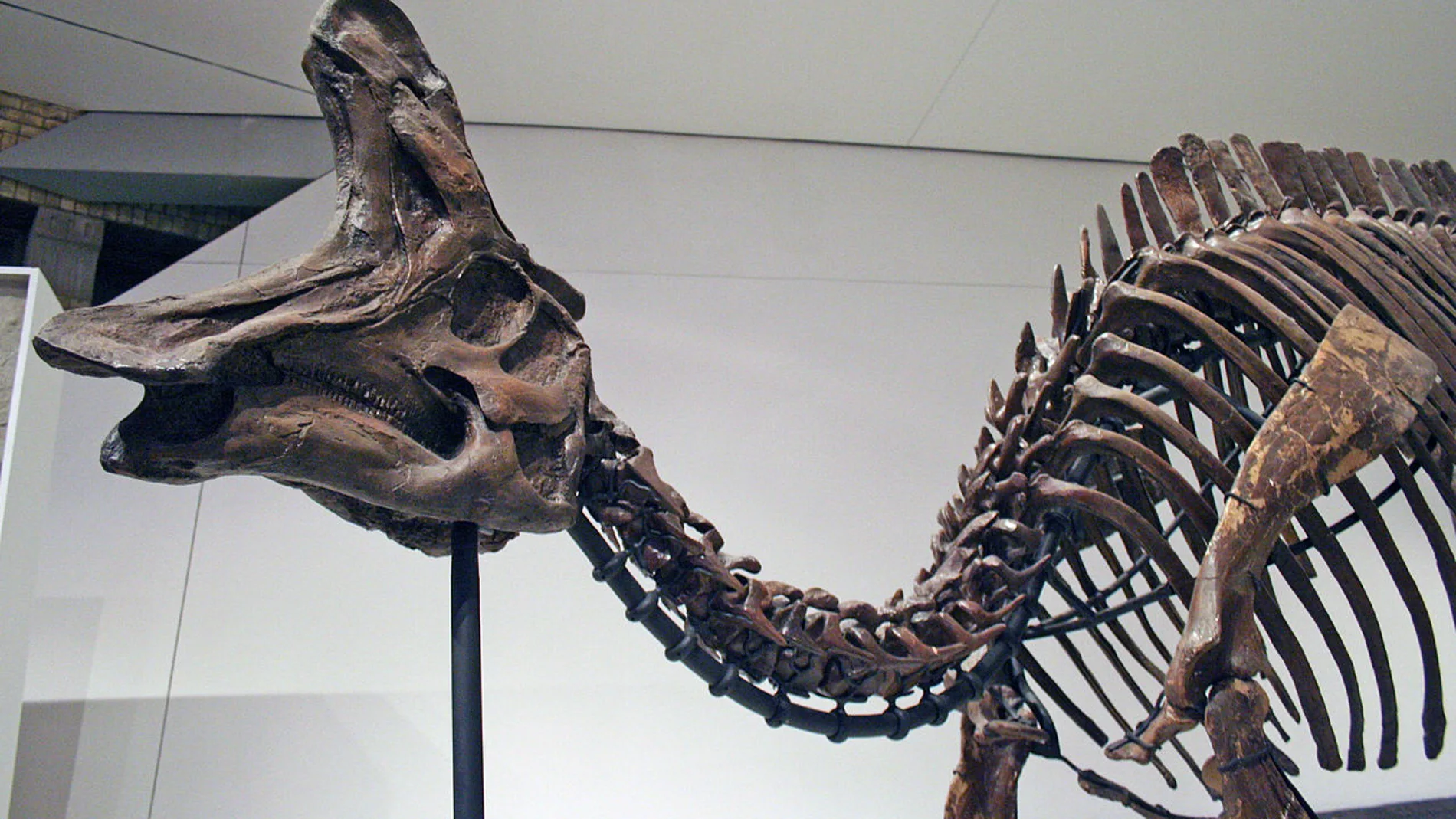 Esqueleto de L. lambei, Museo Real de Ontario