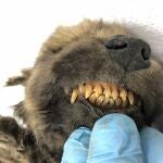 Cachorro preservado 18.000 años en permafrost /CENTRE FOR PALAEOGENETICS