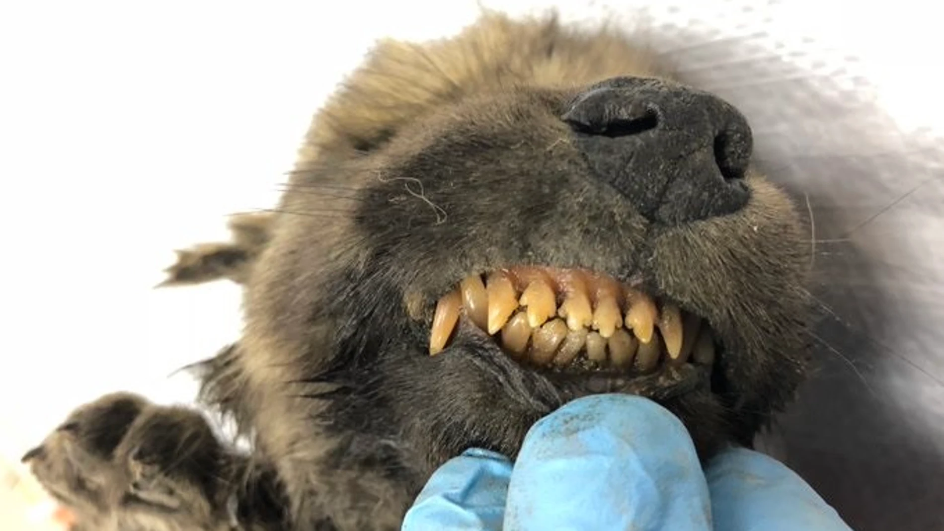 Científicos, desconcertados porque un cachorro congelado hace 18.000 años no revela si es perro o lobo