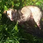  Muere la perra tiroteada y arrastrada por su dueño en Lugo