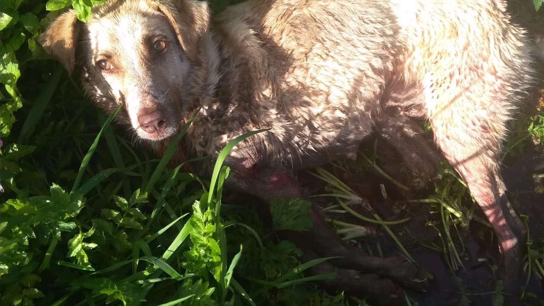 La perra fue disparada y golpeada por un cazador este sábado en el municipio lucense de Chantada
