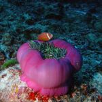 Comunidades coralinas de las Islas Maldivas. Crédito. Xavier Turon.
