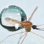 Cómo los mosquitos evitan colisionar con las gotas de lluvia