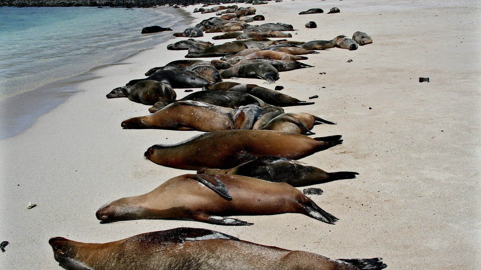 En la playa de Cerro Brujo los visitantes no ven hamacas ni sombrillas, pero sí colonias de lobos marinos que no temen al ser humano