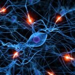Conexiones cerebrales