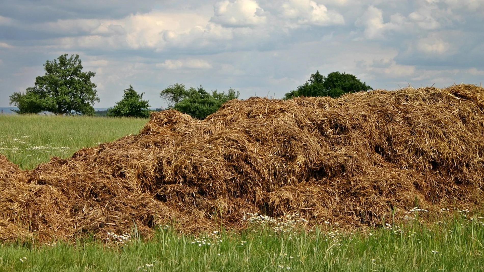 El estiércol se mezcla con compost para fertilizar la tierra, y debe alejarse de zonas vulnerables a la contaminación por nitratos durante los periodos de intensas lluvias