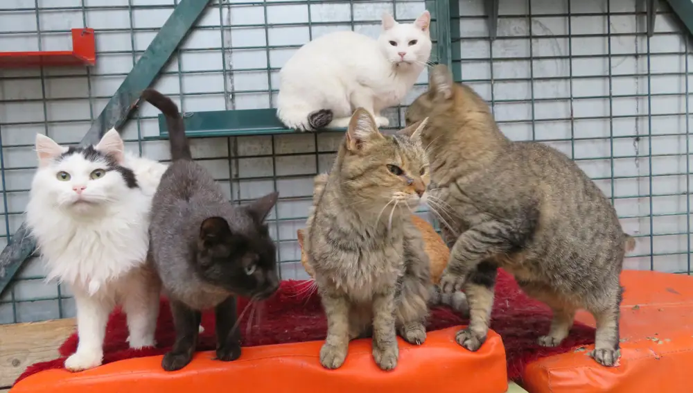 un grupo de gatos que atienden en la Protectora de Animales Huellas de Ávila y que buscan también una familia que los acoja