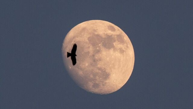 Un águila vuela al salir la luna en Katmandú, Nepal.