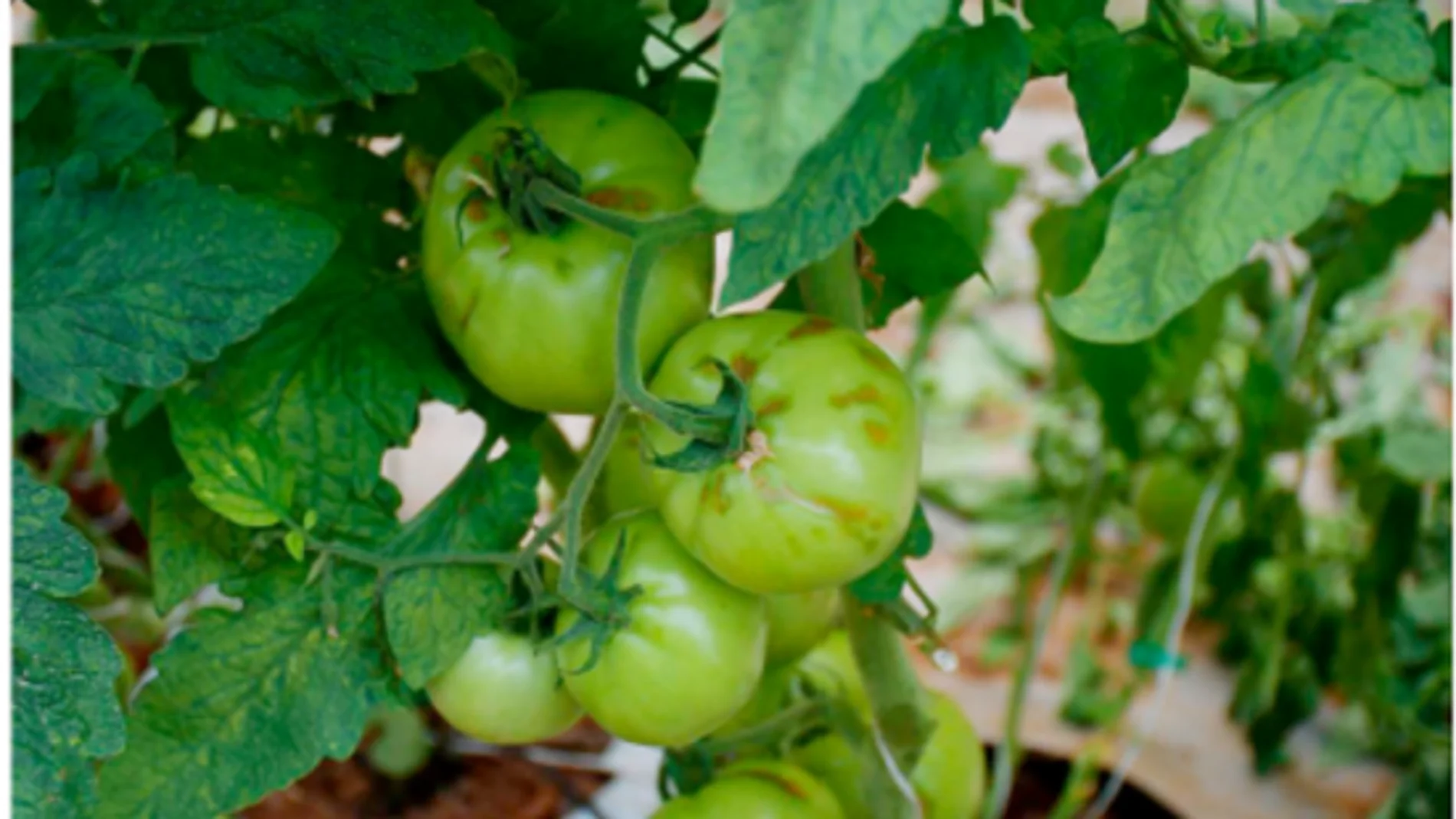 Piden extremar la vigilancia ante la posible aparición del virus rogoso del tomate