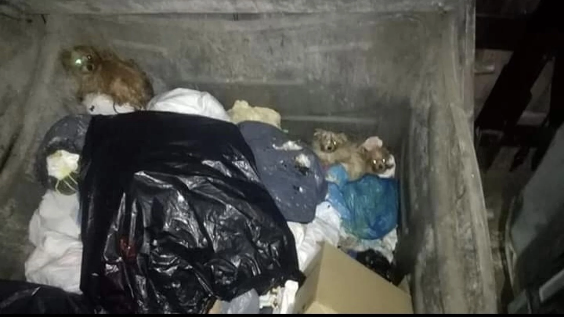 Los perros estaban en contenedores subterráneos