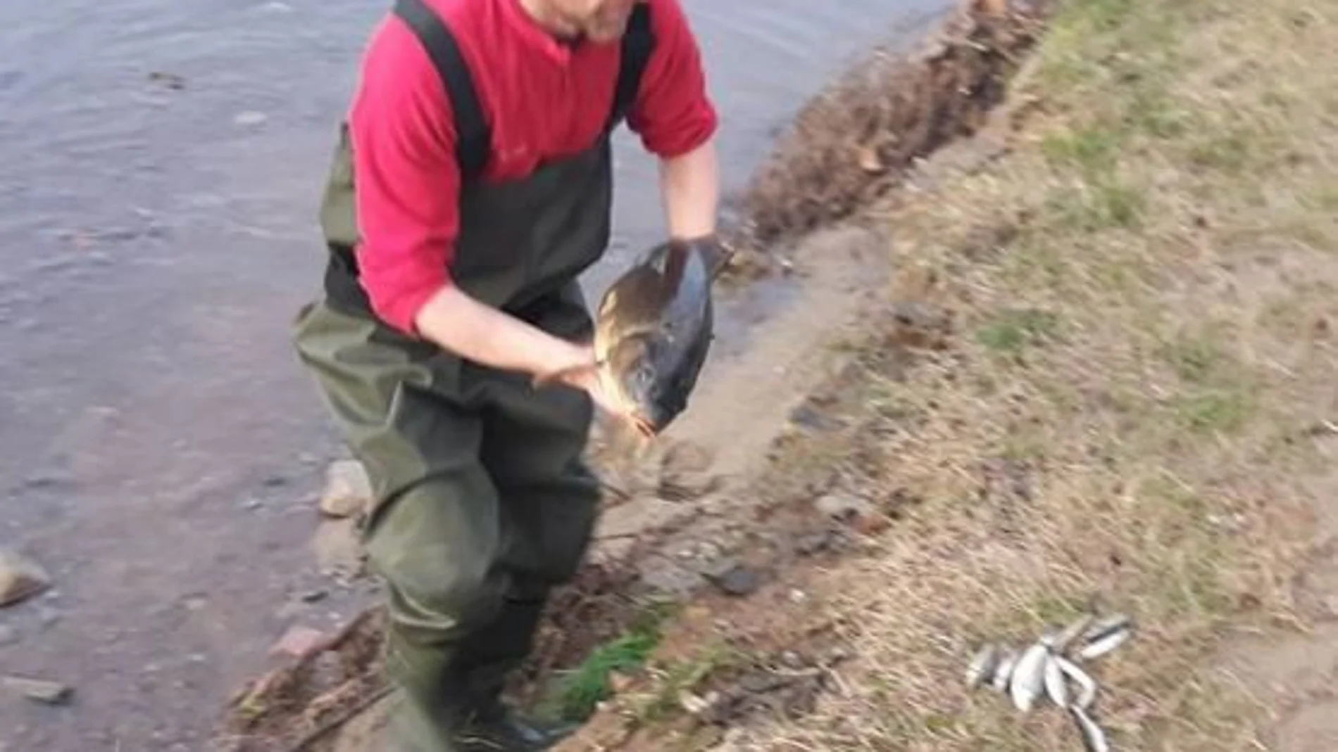 Un técnico saca un pez muerto del río Besòs