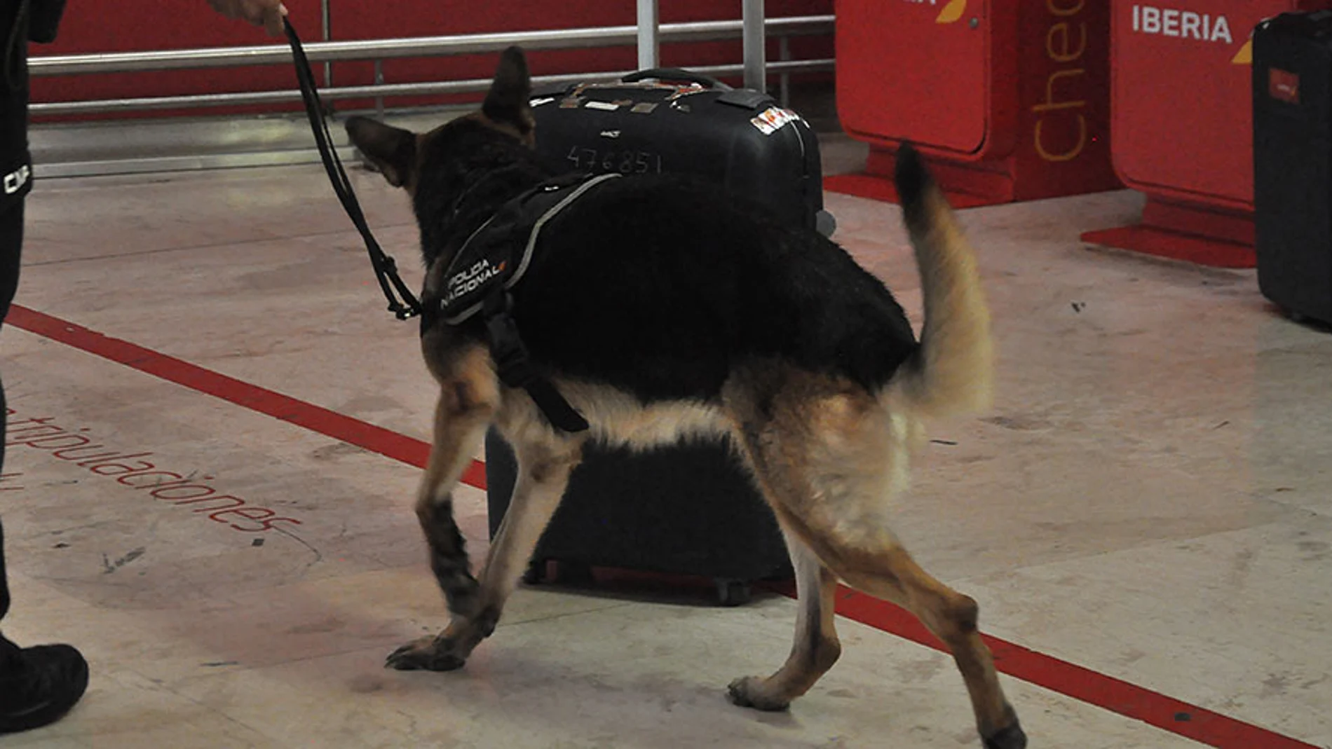Un perro policía inspecciona una maleta / E. Iglesias