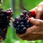 Aunque parezca mentira las uvas nos pueden ayudar a sustituir la levadura