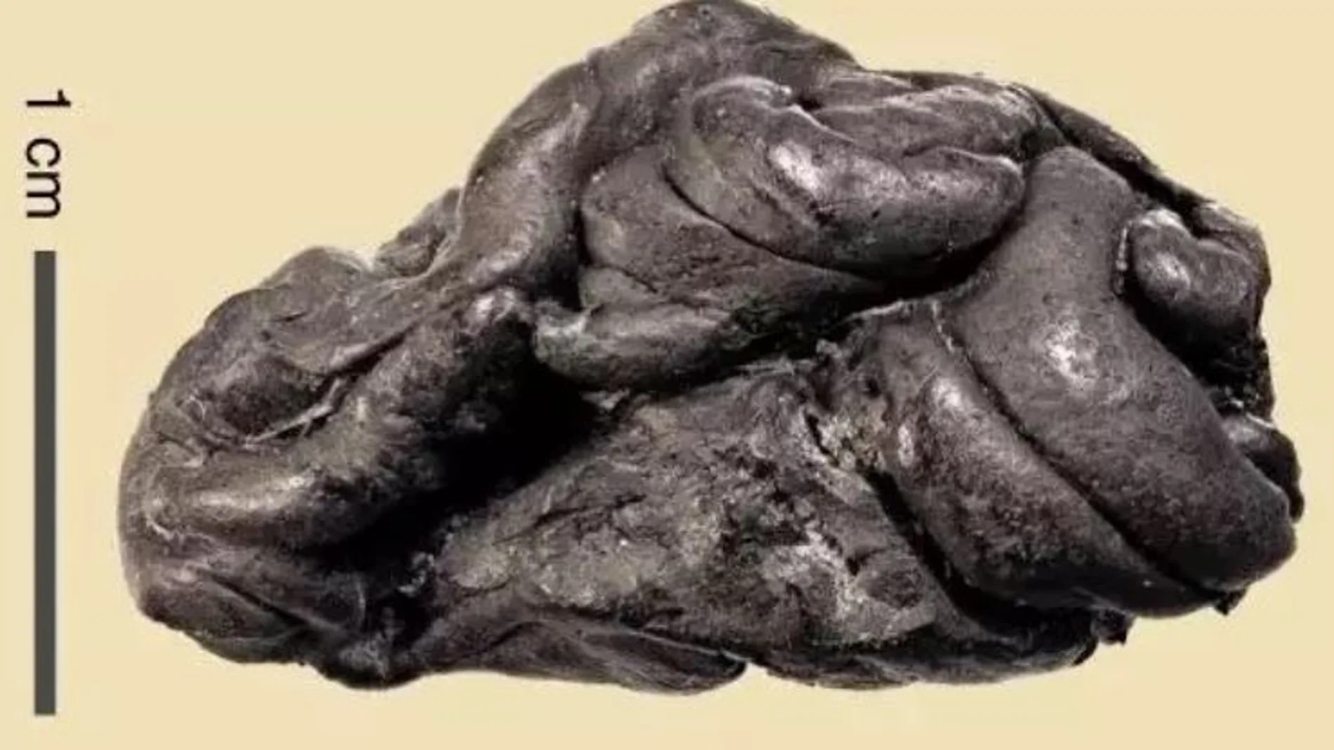 Chicle de resina de abedul datado en 5.700 años