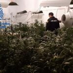 Imagen de recurso de una plantación de marihuana desmantelada.