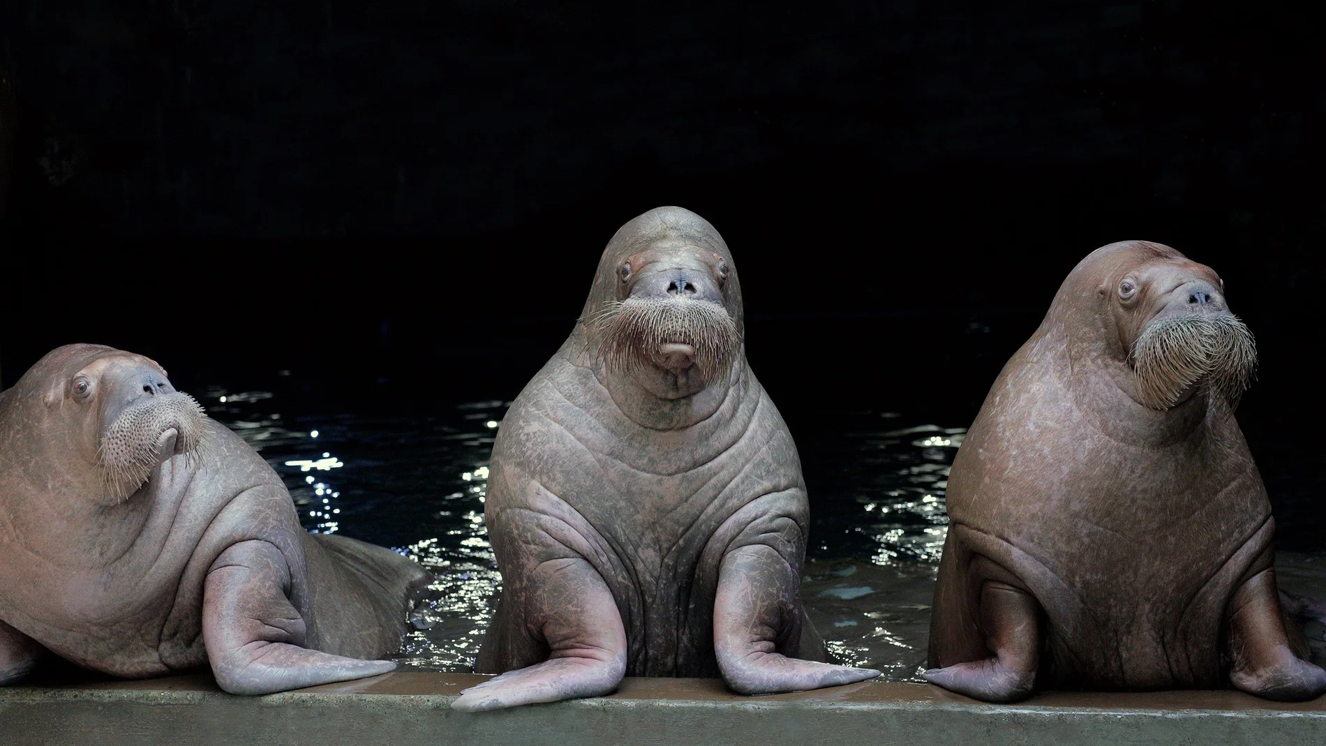 Los tres ejemplares de morsa del acuario valenciano que viajarán al Tierpark Hagenbeck, de Alemania para desarrollar un programa de reproducción y conservación de morsas
