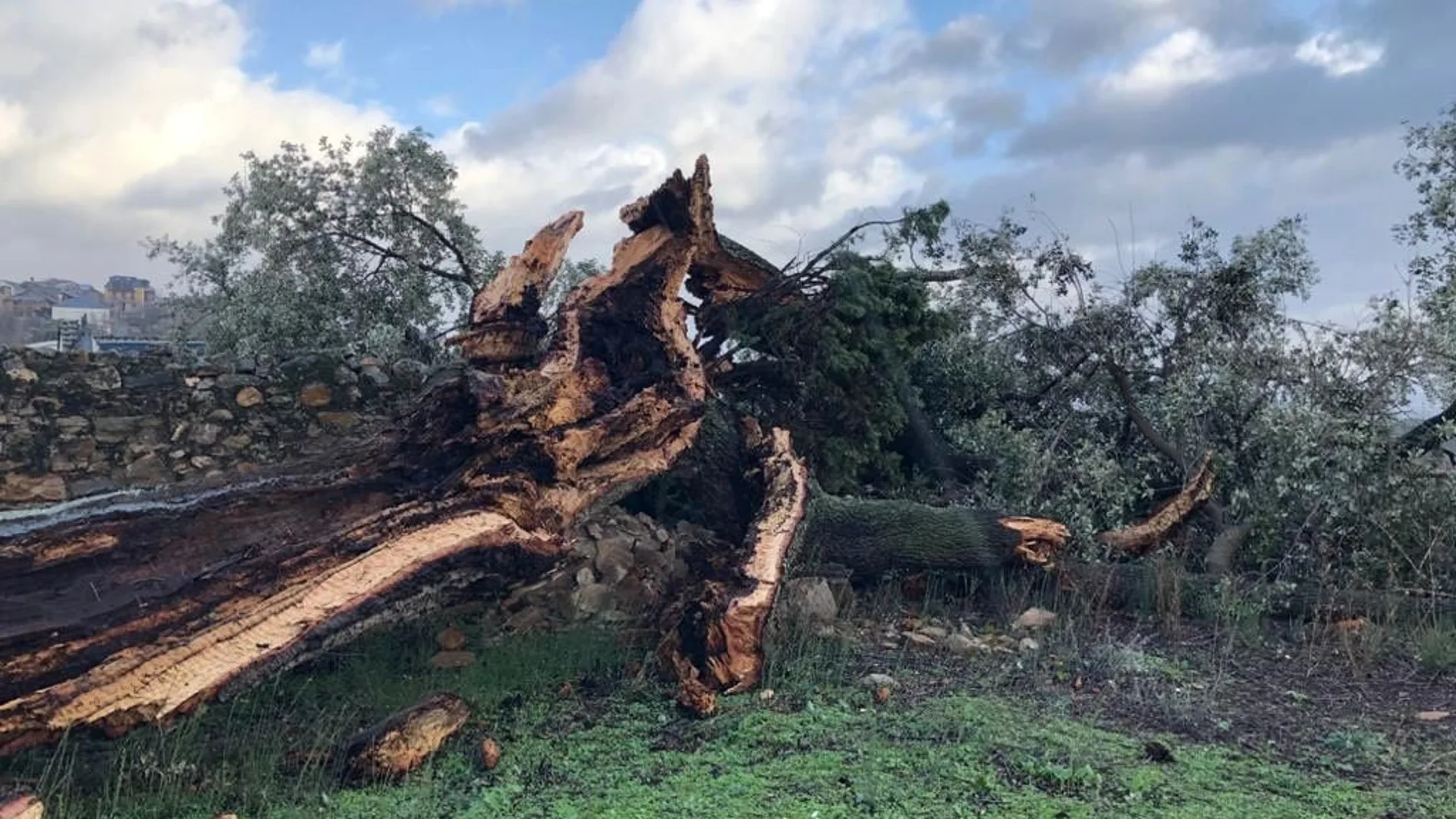 El fuerte viento derriba en Otero (León) el árbol monumental conocido como Xardón del Peruchín