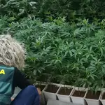  La rentabilidad de la marihuana «indoor» provoca una avalancha de su cultivo en Castilla y León