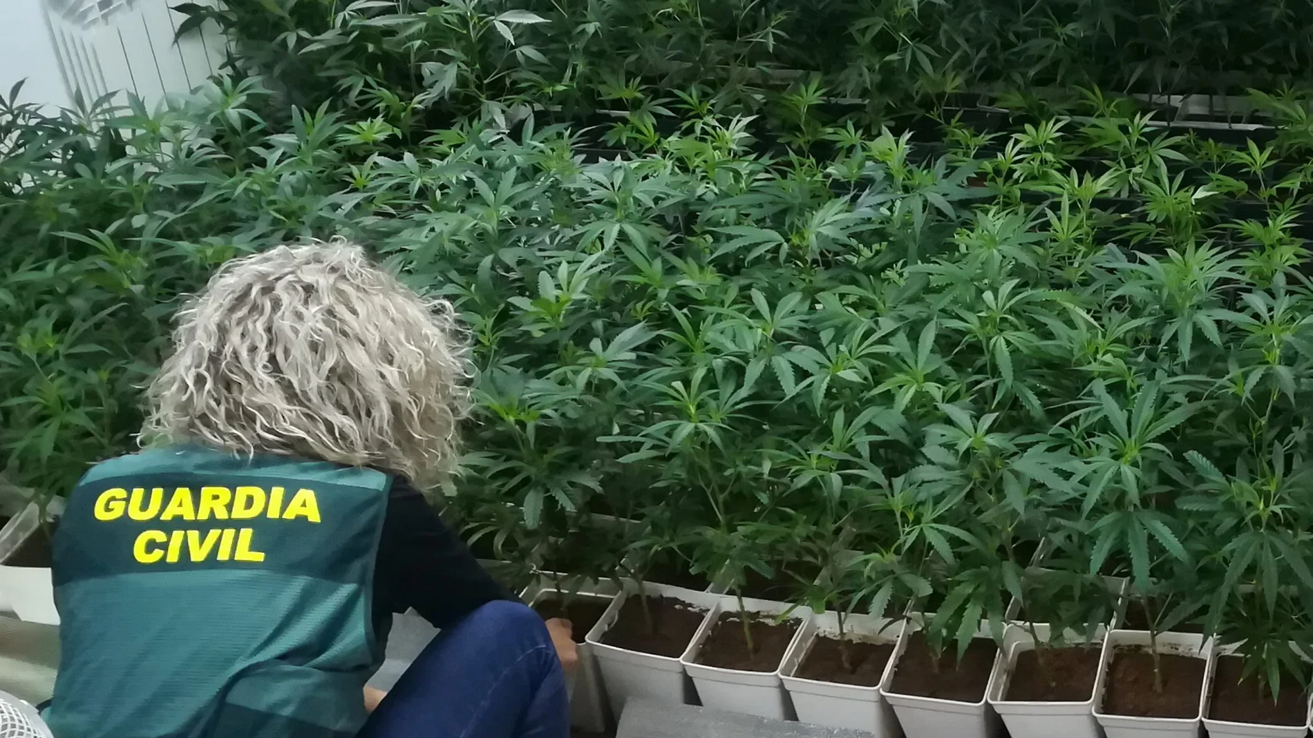 La Guardia Civil descubre una plantación interior de marihuana en la comarca de Sanabria (Zamora) recientemente