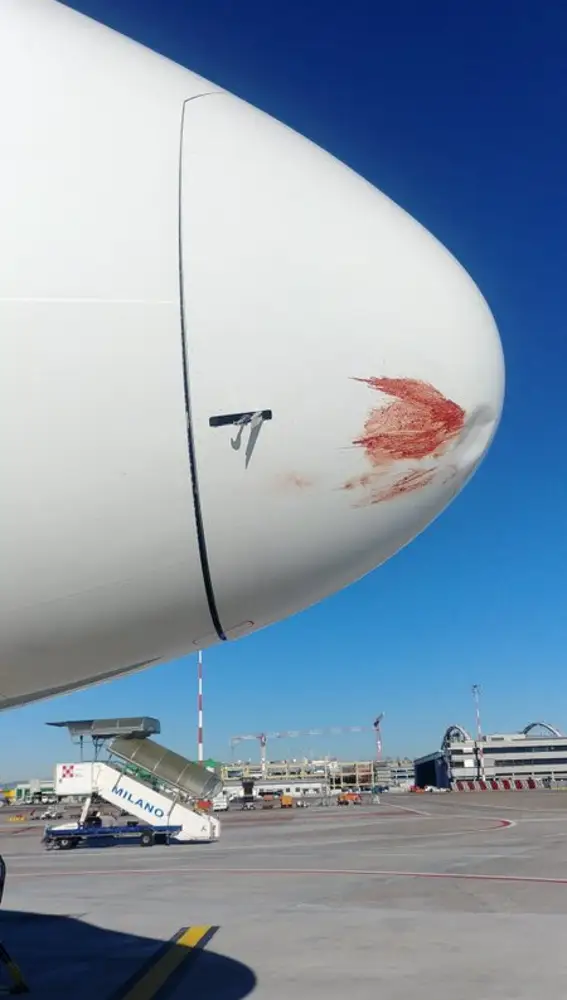 Imagen del daño causado por el ave en el morro del avión