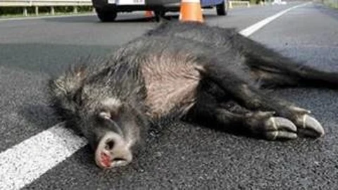 Jabalí herido en un accidente de tráfico.