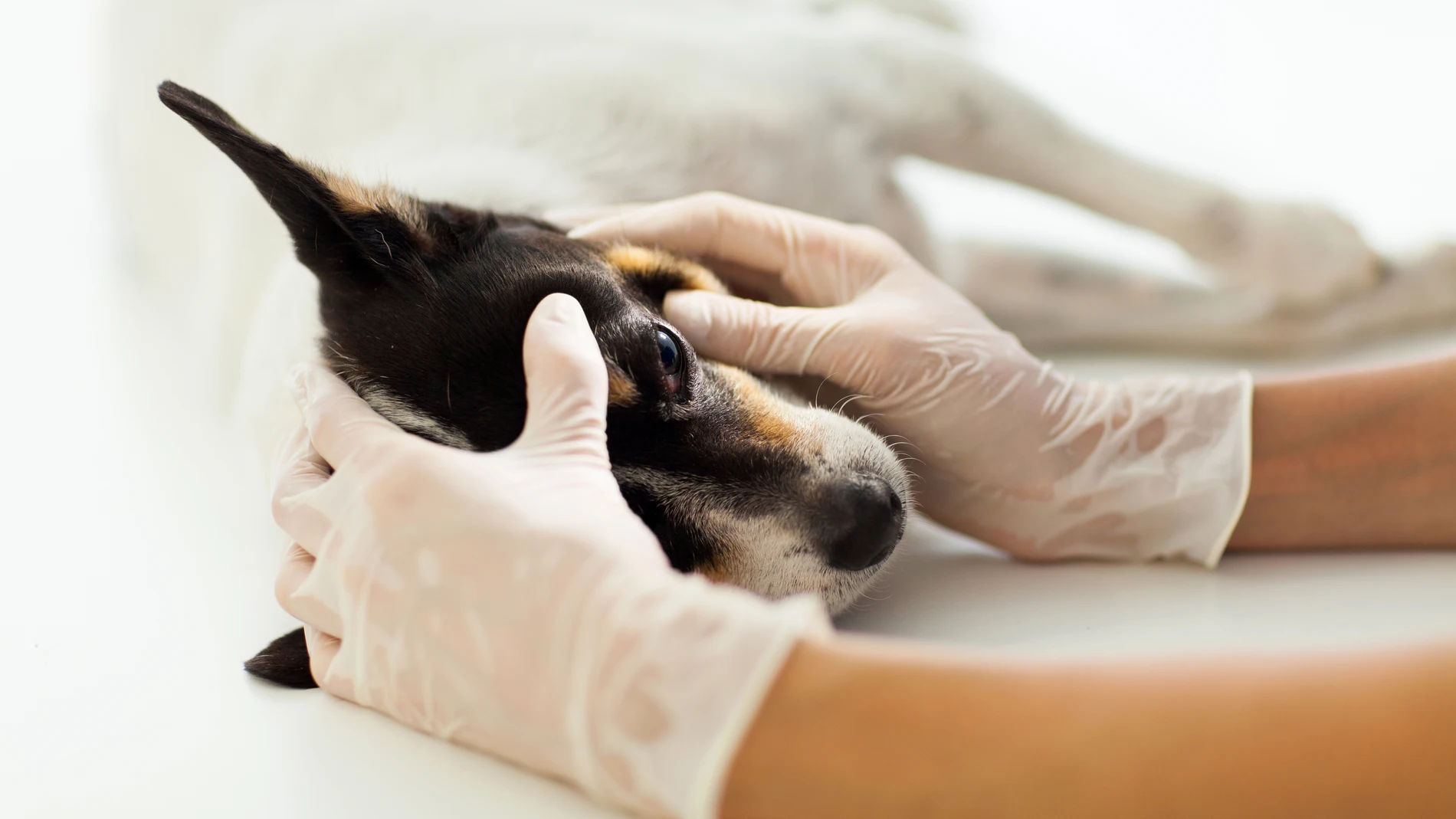Mascota en una revisión canina realizada por un especialista animal