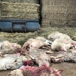 Una docena de ovejas muertas por el ataque de lobos en una explotación a 14 kilómetros de la capital zamorana