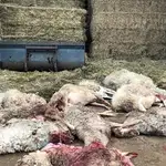  Los ataques de lobo a la ganadería caen un 35,4% al sur del Duero, con 263 muertes menos