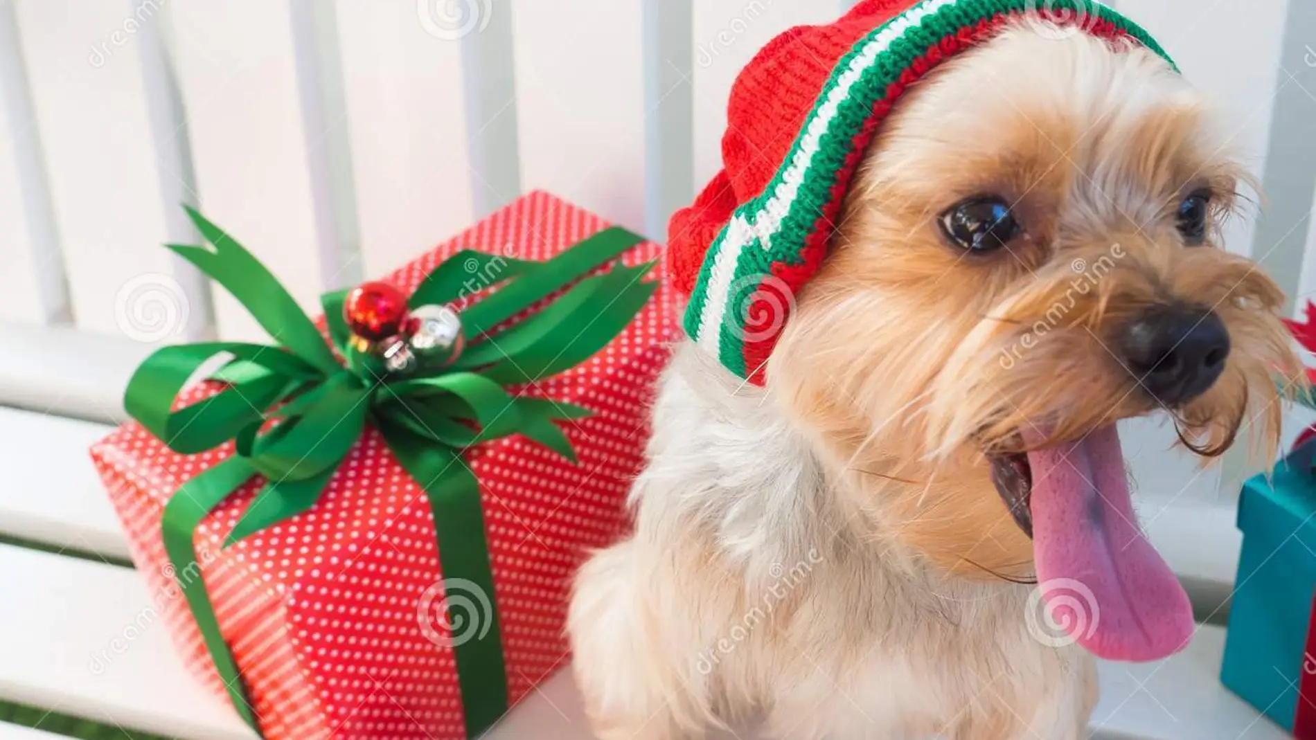 Perro ambientado en Navidad