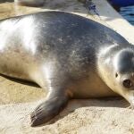 Henning, una foca macho de siete meses que acaba de llegar al Oceanogràfic de Valencia