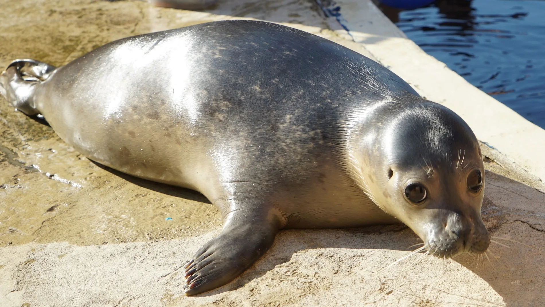 Henning, una foca macho de siete meses que acaba de llegar al Oceanogràfic de Valencia