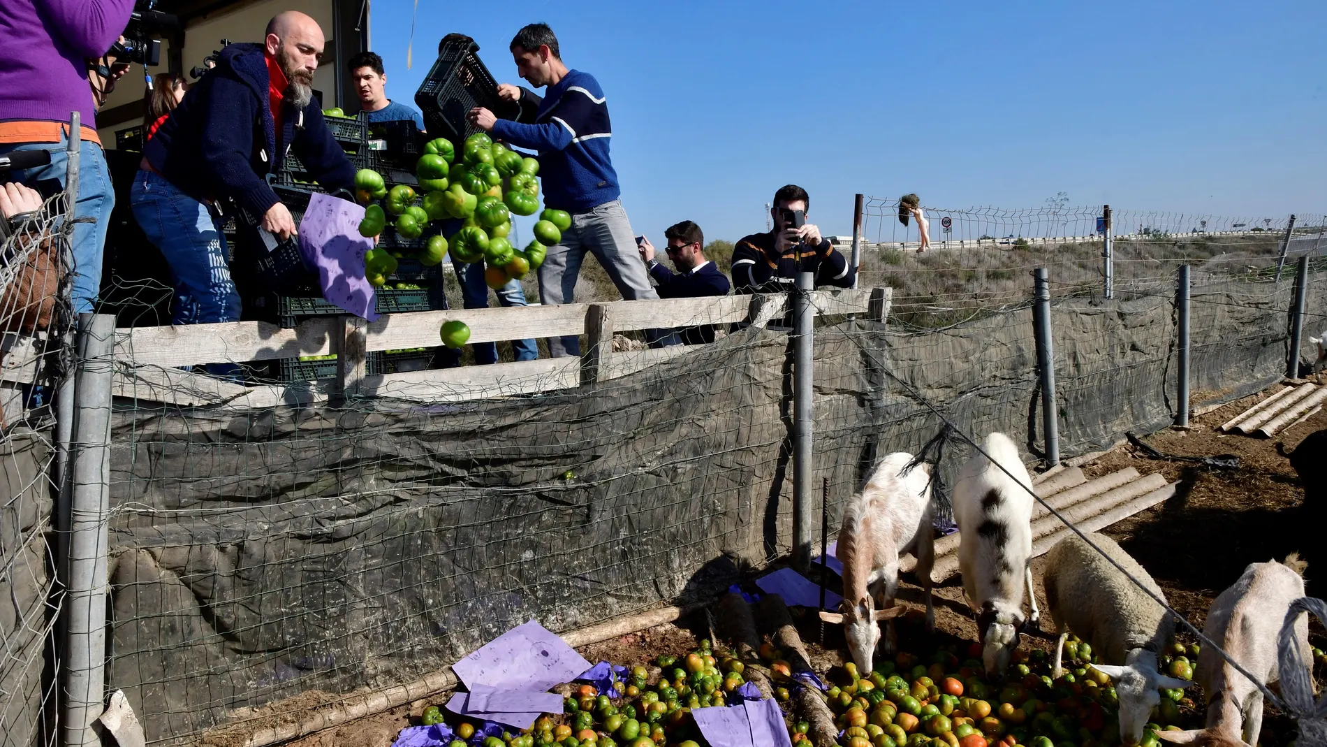 Agricultores tiran 2.500 kilos de tomate por su bajo precio, 15 céntimos kilo