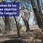 La terrible tarea de limpiar los animales muertos en la Isla Canguro