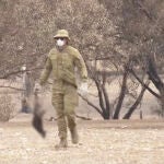 Limpieza animales calcinados en Australia