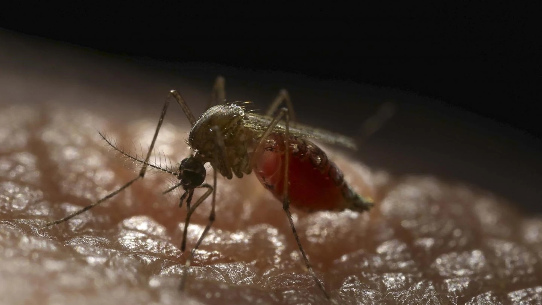 EE.UU.- Diseñan mosquitos para repeler el virus del dengue y otras enfermedades infecciosas generalizadas
